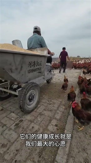 Free-Range Chickens & Geese Roaming the Countryside 🐔🦢#FreeRangeFarming #CountryLife #FarmAnimals