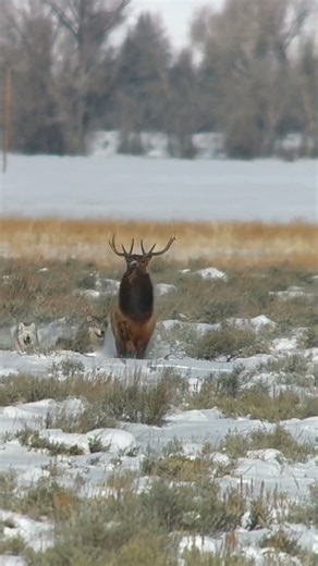 Bull elk kicks a pursuing wolf in Grand Teton