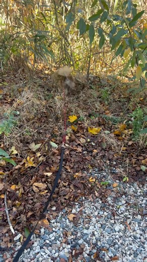 23 reactions | When you’re only 4.6#, the Back Yard is a Real Adventure | Bev McClellan | Facebook