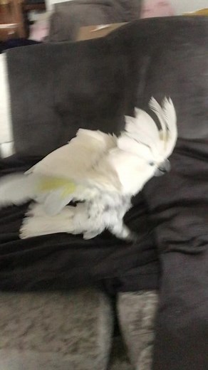 katie (@katie.ox2)’s videos with Funny noise - Sound Effect
