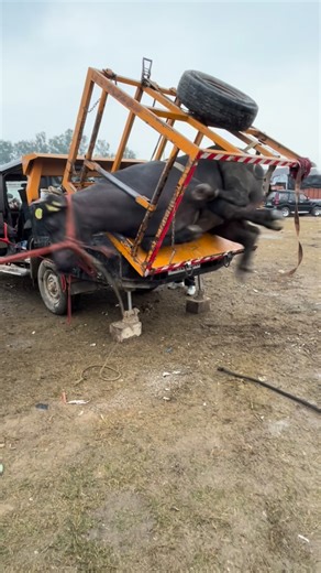 Gill Murrah Farm | Raat Ke Shikari (Official Video) Masoom Sharma | New Haryanvi Song 2025 #masoomsharma #instagram #instagood #gillmurrahfarm #instadaily | Instagram