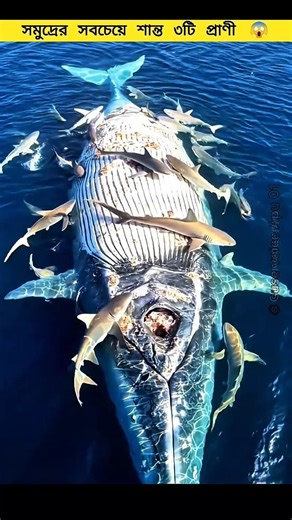 The 3 Most Peaceful Sea Animals 😱 That Will Surprise You! 🌊 #shorts