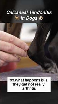 Dog Achilles Tendon Injuries & Solutions by Marc Smith, DVM, MS