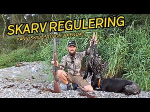 SKARV REGULERING - KAN VI SLÅ REKORDEN?? // NATURNØRD 686