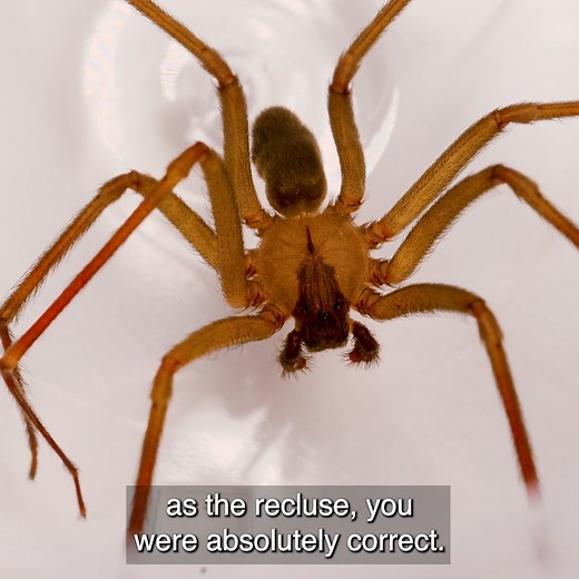 The Brown Recluse is hailed as one of the most venomous spider species in the United States. Today, Coyote will show you the differences between a harmless brown spider and the deadly Brown Recluse... then, he'll freehandle one! Will it bite?! Let's get hands-on with the BROWN RECLUSE! | Coyote Peterson