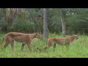 Florida panther killed by car in Lithia