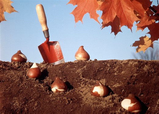 Is it too late to plant spring bulbs?