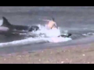 LINK TO VIDEO: KILLER WHALE : Eats Man on Beach