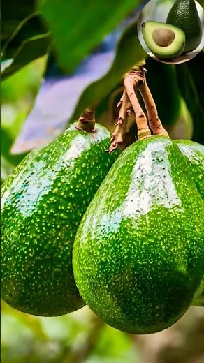 How to grow AVOCADO fruit plants #nature