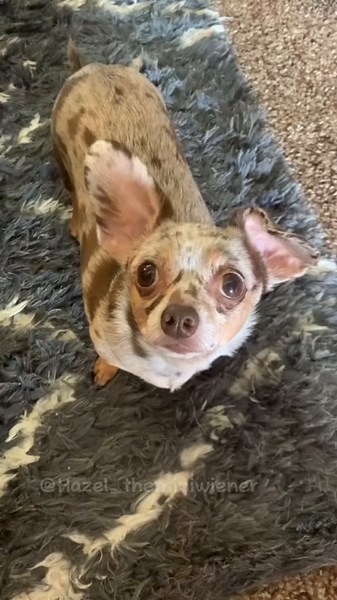 Chiweenie Ear Flop Compilation | Funniest Dog Ear Moments