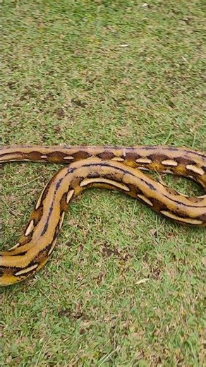 Platinum Python