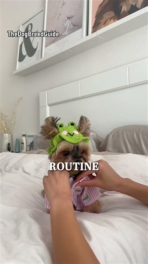 Yorkshire Terrier - Dog Breeds #yorkshireterrier