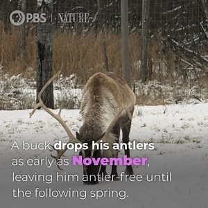 Did you know? Santa Claus's reindeer are all female. Here's why. [VID: Did you know? Santa Claus's reindeer are females. Here's why: Both male and female reindeer have antlers, which they shed and regrow each year. But bucks and does shed their antlers at different seasons. Doe reindeer keep their antlers through the winter, shedding them only when their calves are born in May. A buck drops his antlers as early as November, leaving him antler-free until the following spring. Therefore, the antle