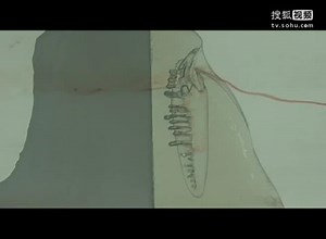 中仿simpleware Morphology of a Shark Water Flow Ta