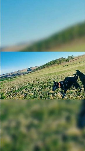 This Changes Everything for High-Energy Dogs #dogtraining #petbehavior