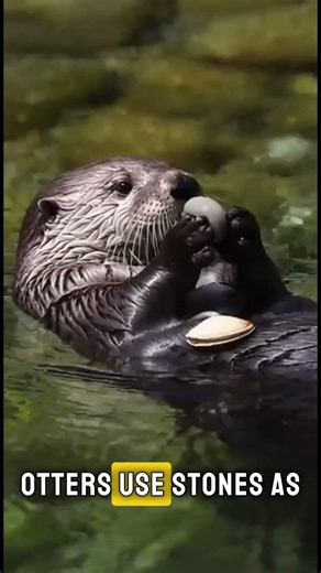 5 CRAZY Otter Facts 🦦 (The Last One Is Too Cute)