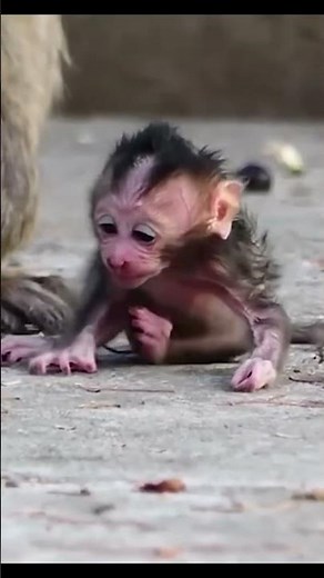 Life of Monkeys: Baby Monkeys Are So Weak And Adorable At Birth