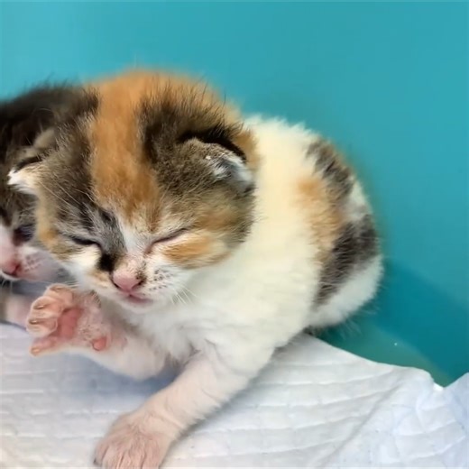 'Mom it is my kitten!' baby monkey Susie is worried and does not give kitten, hugging him | Cat House