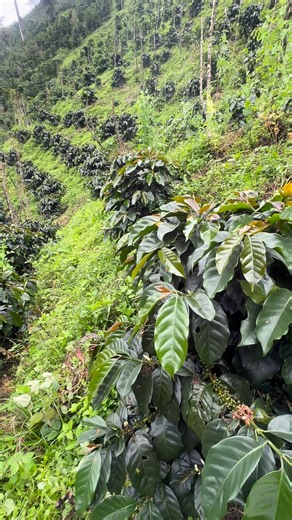 125K views · 2.2K reactions | Densidad de siembra de dos metros de calle, por 1. 60 de árbol a árbol. | Agroesperanza | Facebook