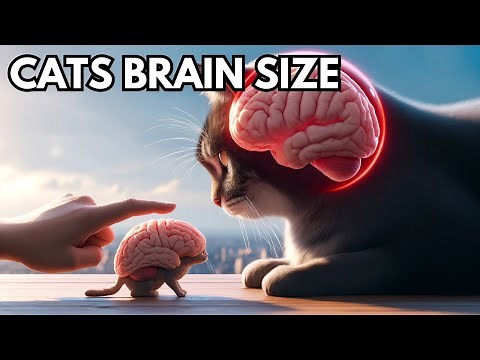 How big is a cat's brain? Size of cat's brain explained