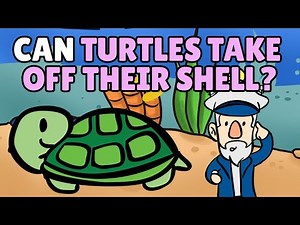 Can Turtles Take Off Their Shell? | Are Turtles Born with Shells