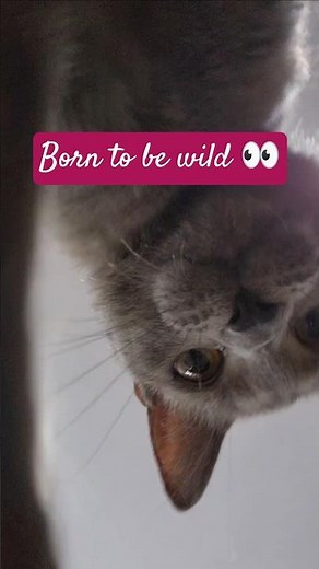 Junebug is a crazy one. 😹 Life is NEVER boring with her. #junebugandcatfish #funnycats #kitten