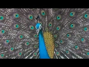 🦚 Wild Peacock Live | Real Peacock Sounds & Bird Watching