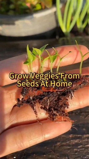 🌱 Grow Vegetables from Seeds at Home FAST! 🪴 Beginner Gardening Secret You Must Try! 🤯 #Shorts