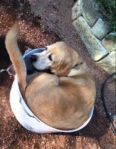 Silly Labrador Enjoys A Soak In A Tiny Tub!