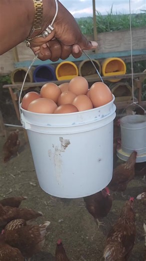 Had to use this sound🤣🤣#layerchicken #fyp #poultry