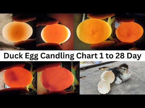 Duck Egg Candling CHART Secrets Revealed Day1 to28 - egg Candling mobile Light
