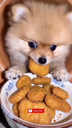 Dogs Eating Like Humans 😂 | Cute Puppy Food Reactions, Funny Bites, Weird Treats & Pure Chaos 🐕🍽️
