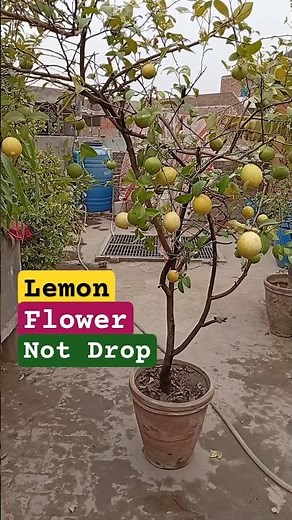 How To Grow Lemon Plant Faster | #Lemon #nimbu #Lemonflowerdrop #LemonFertilizer