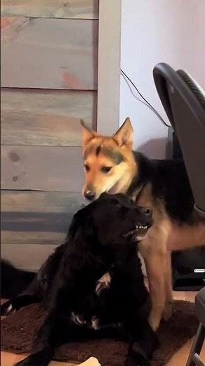 Golden Mountain Dog: The Perfect Mix of Golden Retriever & Bernese Mountain Dog!
