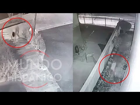 Video of the existence of a dog-girl in Mexico | News | MH |