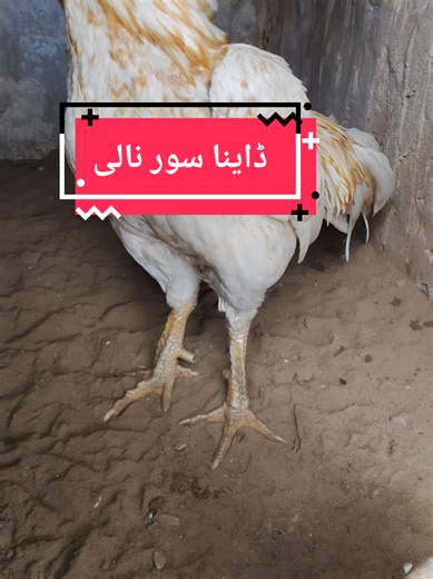 Exploring the Unique World of Murgha and Aseel