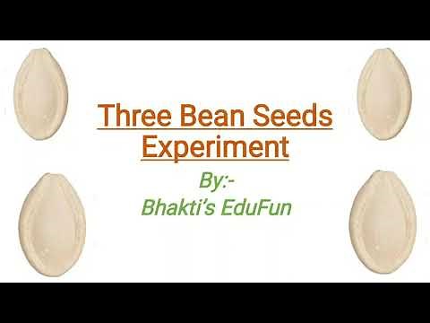 Three bean seeds Experiment! |Seed germination | Biology| ICSE Class 9| CBSE