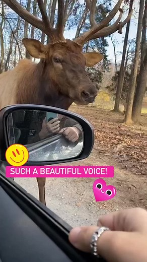 Fun Animal Fact: Moose are amazing singers! 🤣💕🎶 | Try Not to Laugh
