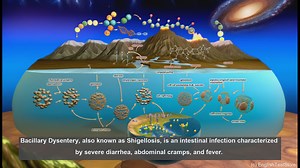 Bacillary dysentery in biology