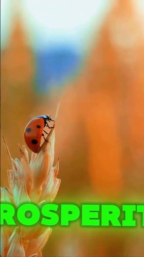 Ladybugs: Symbols of Good Luck and Protection! | Fact Hunters #ladybug #insects