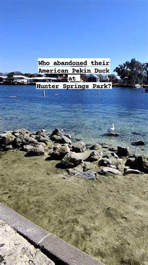 Abandoned duck at Hunter Springs Park in Crystal River #crystalriver #Springs #ducks #Abandoned #Ducky #pekinducks | River Karen