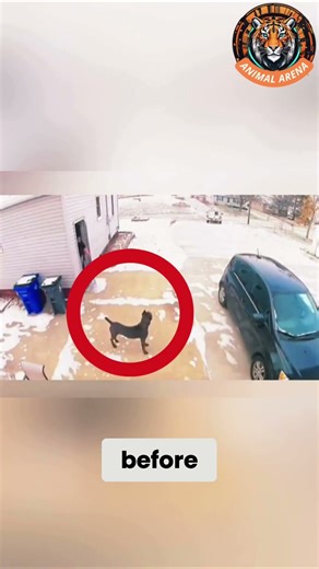 Cane Corso Secures the Area First!