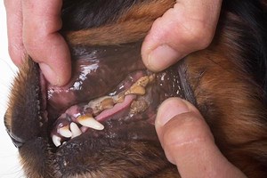 My Dog Has Rotten Teeth - Canine Periodontitis Causes, Symptoms and Treatment