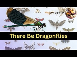 Introduction to Insect Taxonomy and Insect Identification - Part 13 - Order Odonata