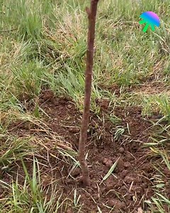 586K views · 669 reactions | Plant a Tree for Strong Roots! | Cuff-Zoned | Facebook