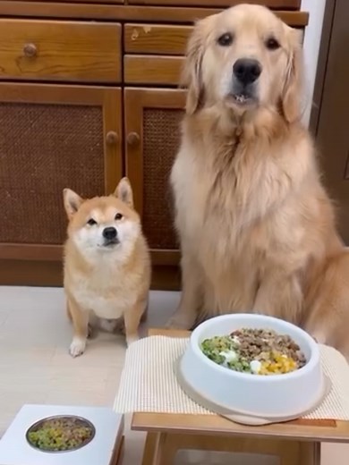 うにさんとおからさんがBOWLSを食べてくれました✨ ありがとうございます🐶 ____________________________ うにとおからを虜にするこのフードは愛犬に合わせてカスタマイズできる完全自然食のボウルズフレッシュドッグフードさん( @bowls_fresh_dog_food )のフード🥺✨ タンパク質、野菜、炭水化物を１：１：１の割合でカスタマイズするとカットされた食材が届きます！それをレンジで温めるだけなのですごく簡単😆💕 うにもおからも野菜はあまり好きじゃないけど、毎回勢いよく完食😂❤️24種類もレシピがあるので愛犬にあったカスタマイズができるのも魅力的✨飼い主に手間がかからないところも良い🤣🫶 うっちゃんとおからが食べたレシピはB3のレシピ(ビーフ100％、グリーンベジタブルミックス、ポテトミックス)です！ #ボウルズ #ボウルズフレッシュドッグフード #犬ごはん #犬との暮らし