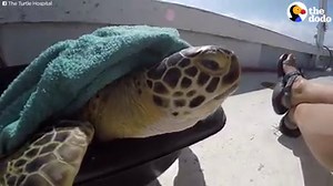 This sea turtle lost part of her flipper when it got tangled in rope. And she's gone through so much to get to this moment — going back HOME 🐢🌊 (via Dodo Impact) | The Dodo
