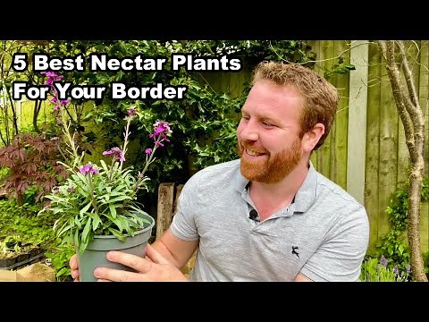 The 5 BEST HERBACEOUS PERENNIALS For Attracting WILDLIFE to YOUR GARDEN