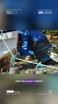 A Mother Fox’s Endless Struggle | Racing the Tide to Feed Her Cubs