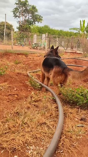 Becgie Cưng 88 trên TikTok